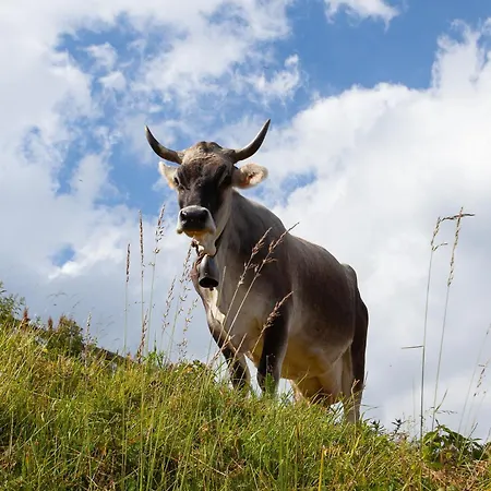 Apartment Le Coquelicot 3 Etoiles - Proche Vieille Ville, Calme & Confort